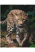 Mikroflanelová detská deka Leopard green